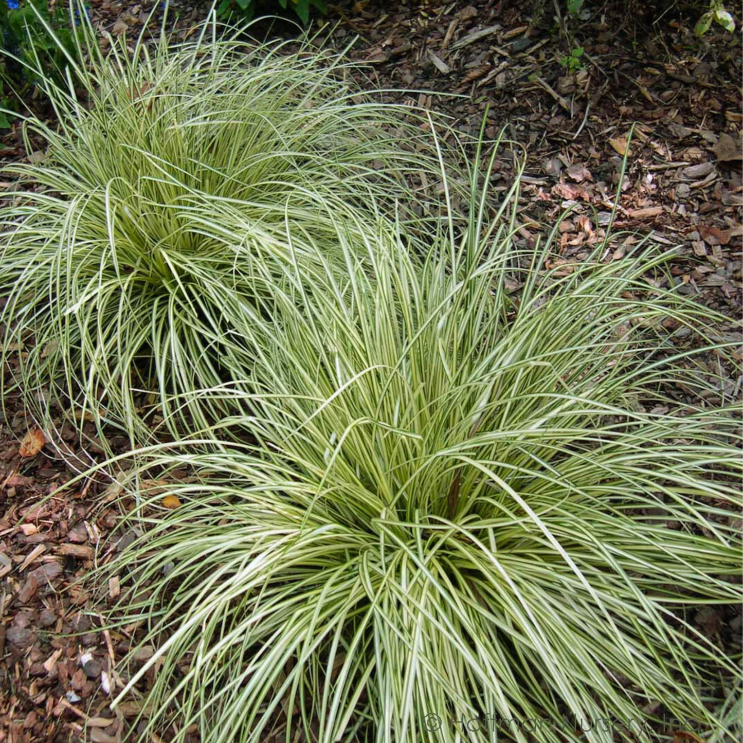 Carex 'Evergold'