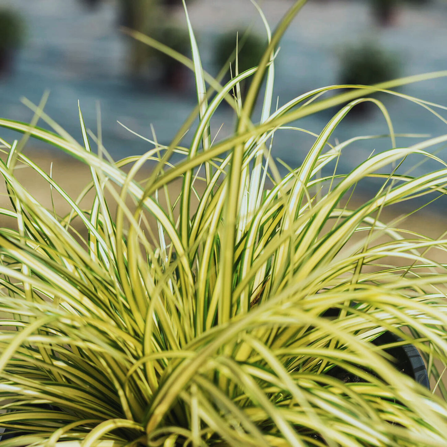 Carex 'Evergold'