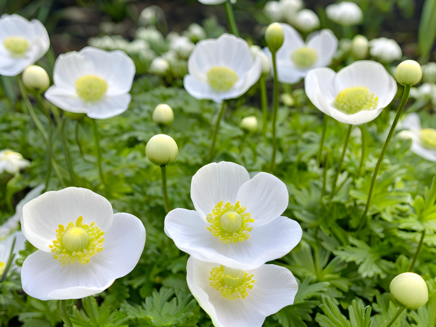 Anemone sylvestris