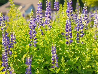 Baptisia australis