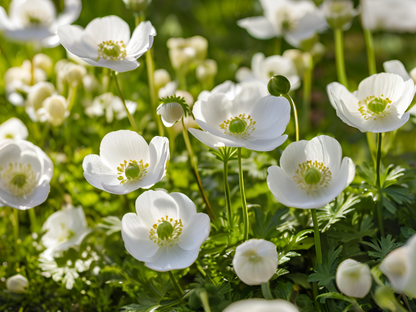 Anemone sylvestris