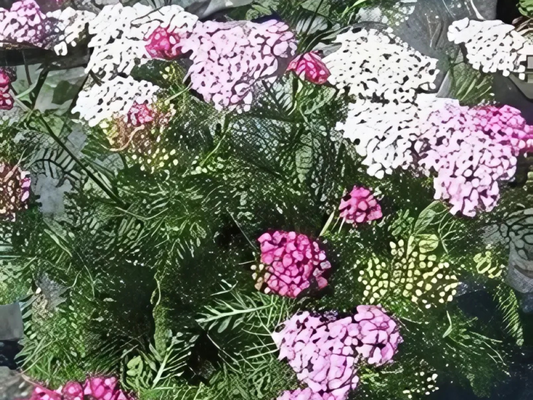 Achillea Oertel's Rose