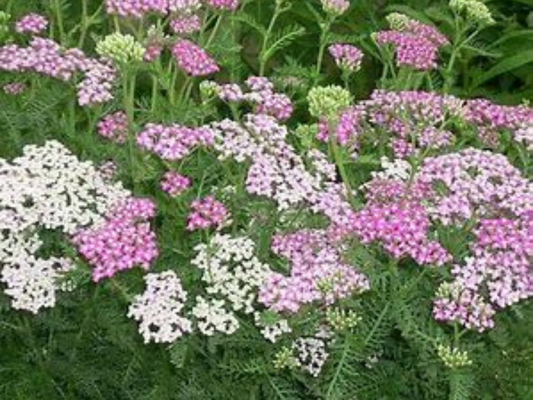 Achillea Oertel's Rose