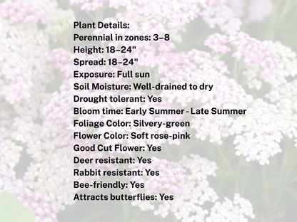 Achillea Oertel's Rose