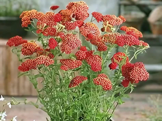 Achillea 'Paprika'