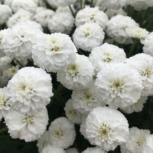 Achillea 'Peter Cottontail