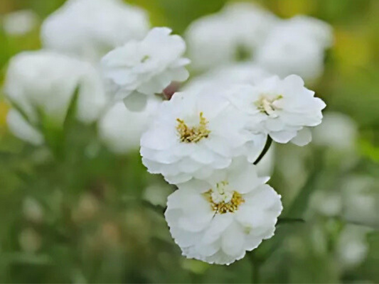 Achillea 'Peter Cottontail
