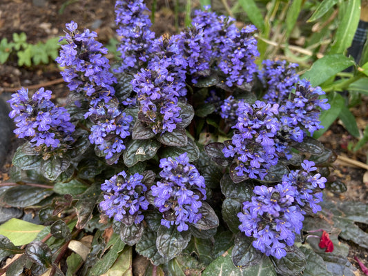 Ajuga 'Black Scallop'