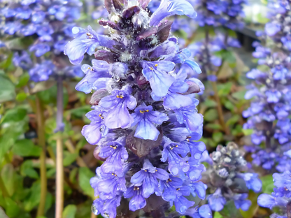 Ajuga r. 'Catlin's Giant'