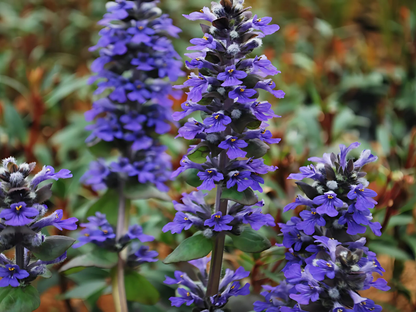 Ajuga r. 'Catlin's Giant'