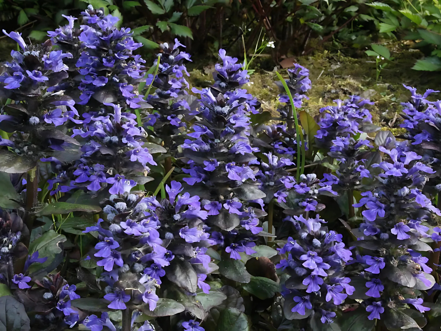 Ajuga r. 'Catlin's Giant'