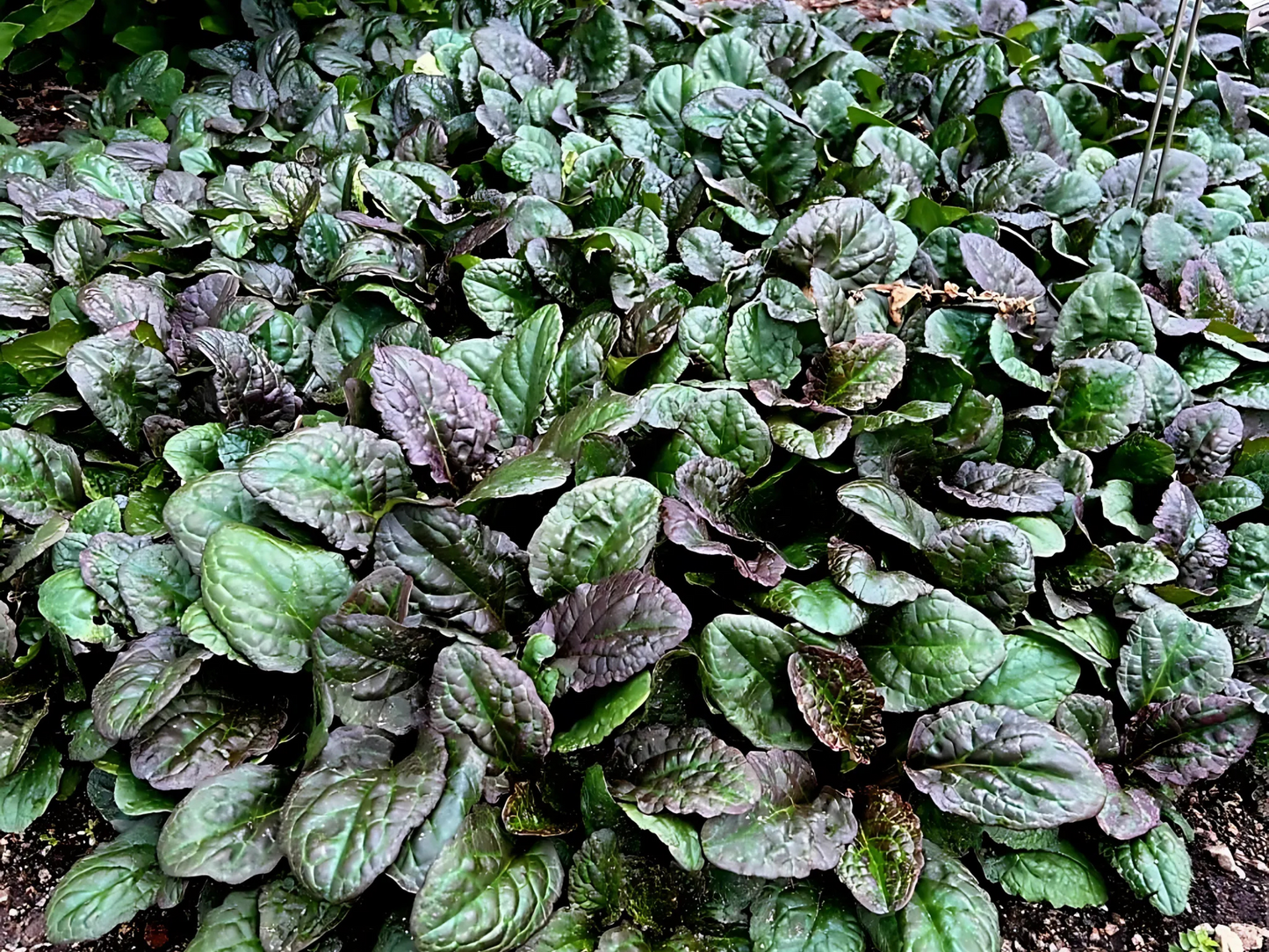 Ajuga r. 'Catlin's Giant'