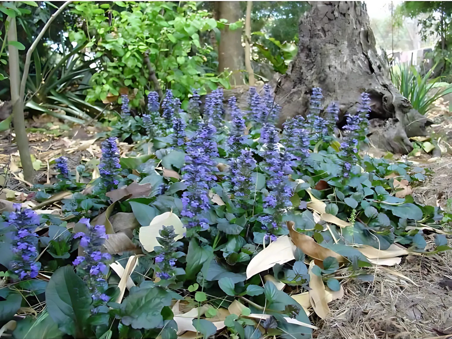 Ajuga r. 'Catlin's Giant'