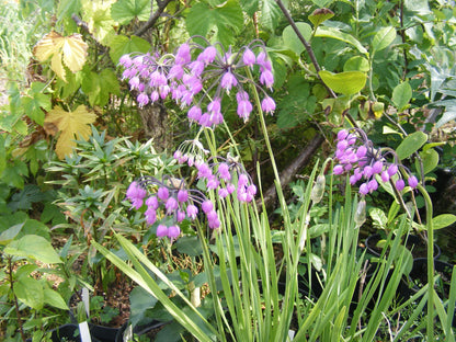 Allium cernuum