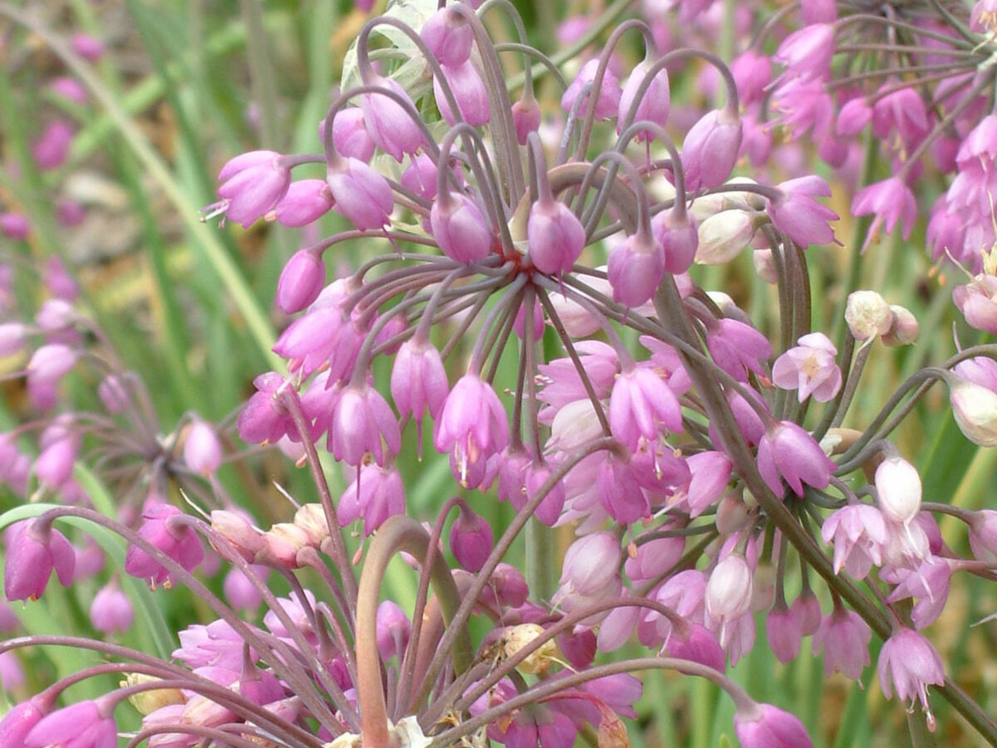 Allium cernuum