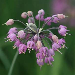 Allium cernuum