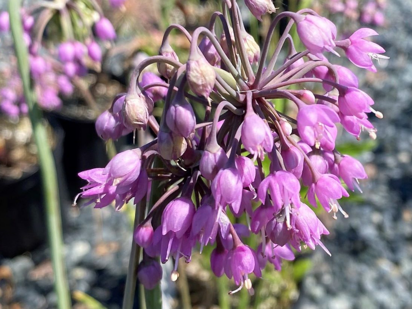 Allium cernuum