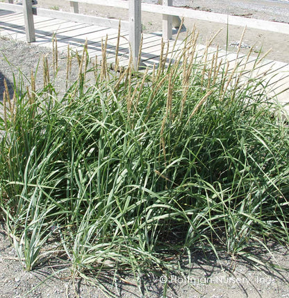 Ammophila breviligulata - Dune Grass