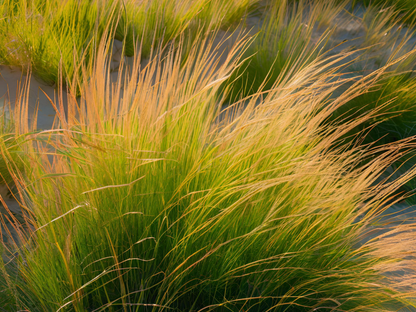 Ammophila breviligulata - Dune Grass