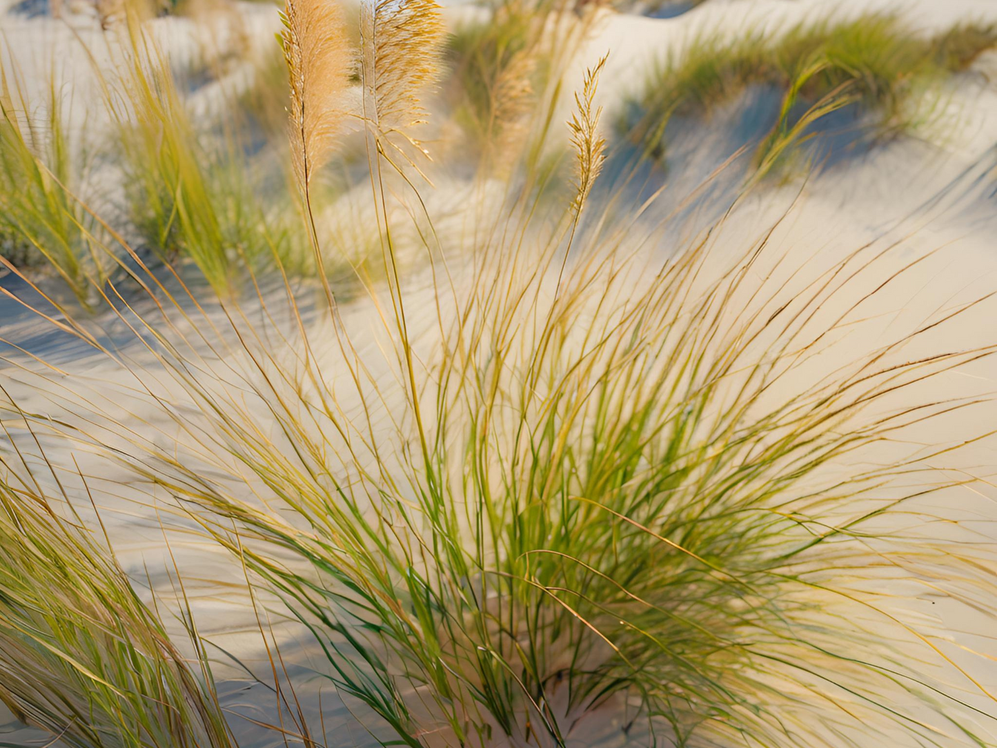 Ammophila breviligulata - Dune Grass