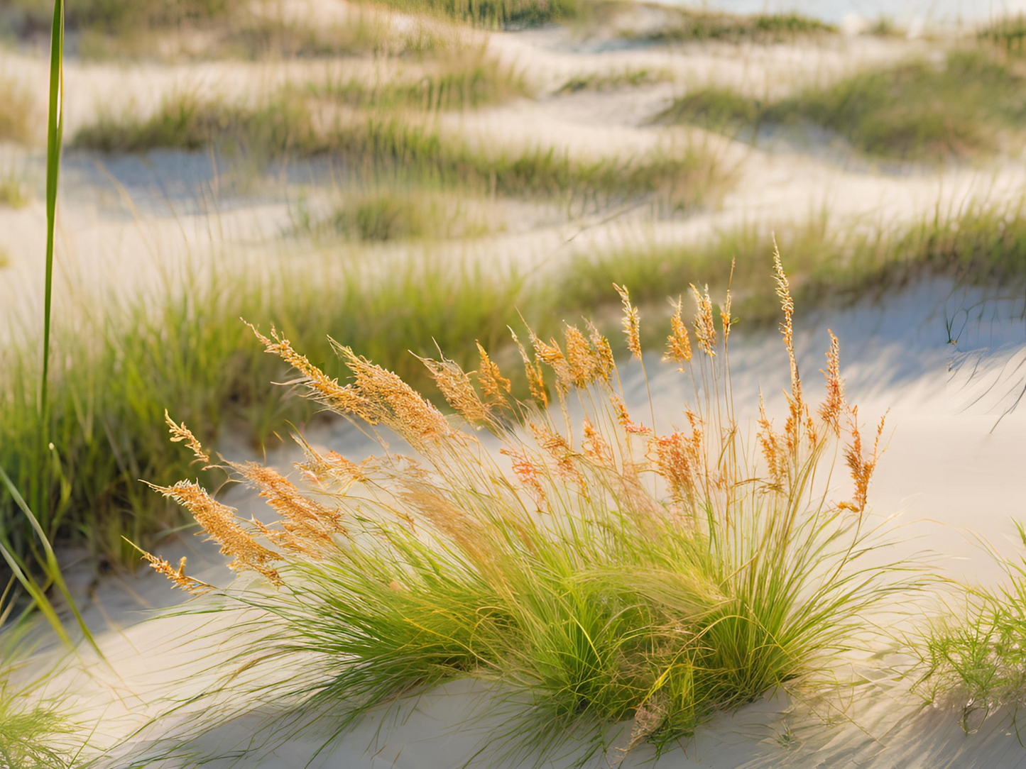 Ammophila breviligulata - Dune Grass