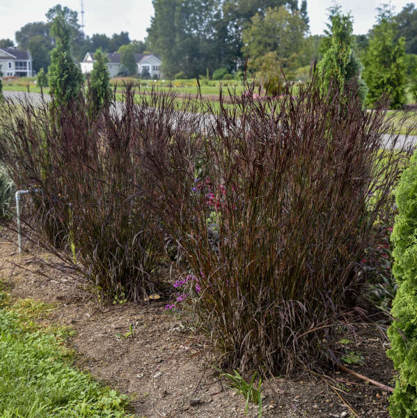 Andropogon 'Blackhawks'