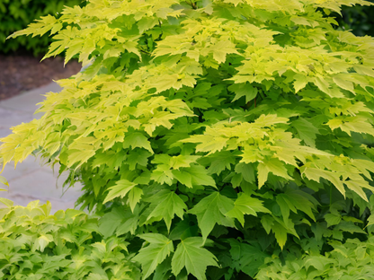 Aralia cordata 'Sun King'