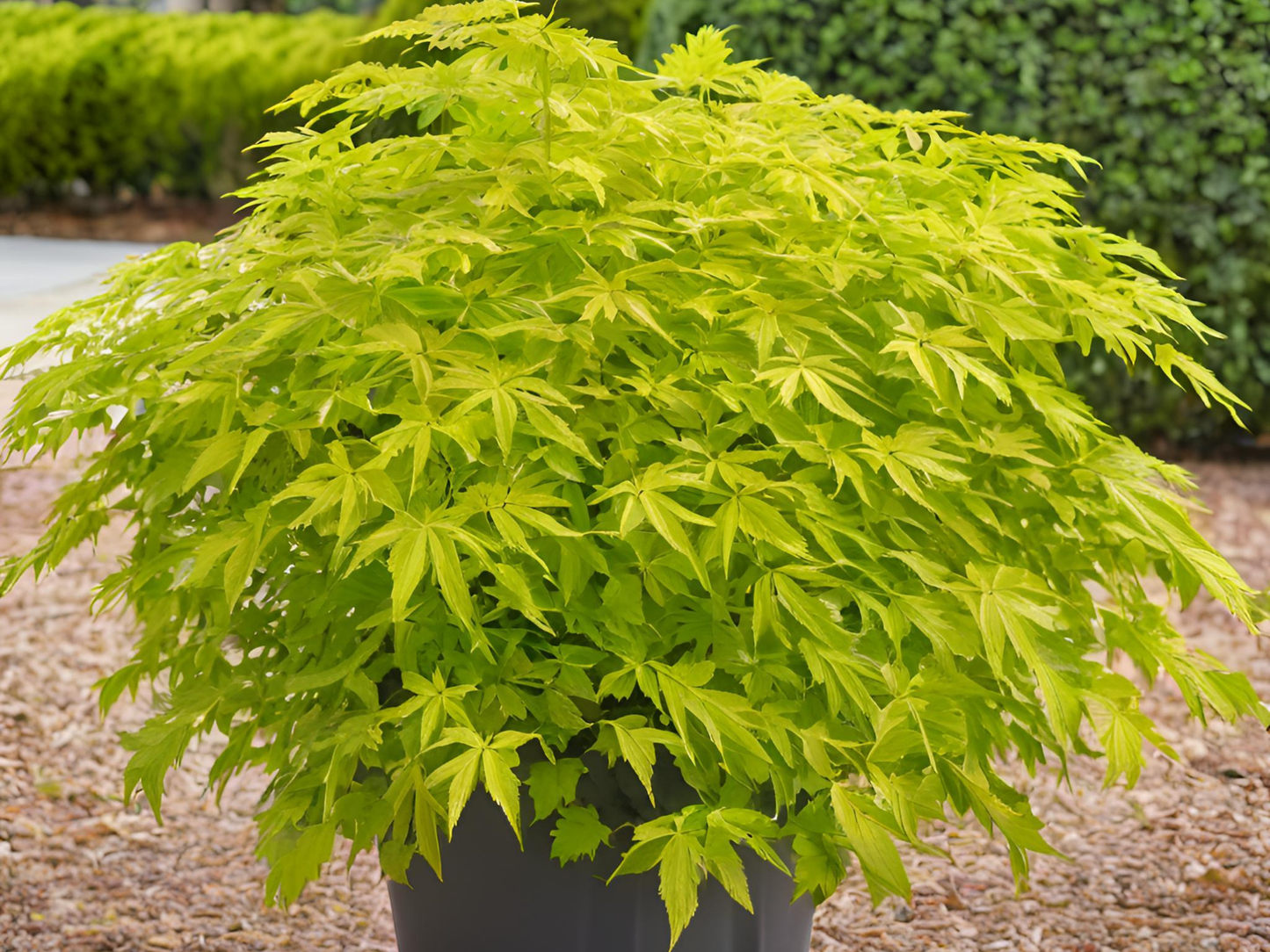 Aralia cordata 'Sun King'