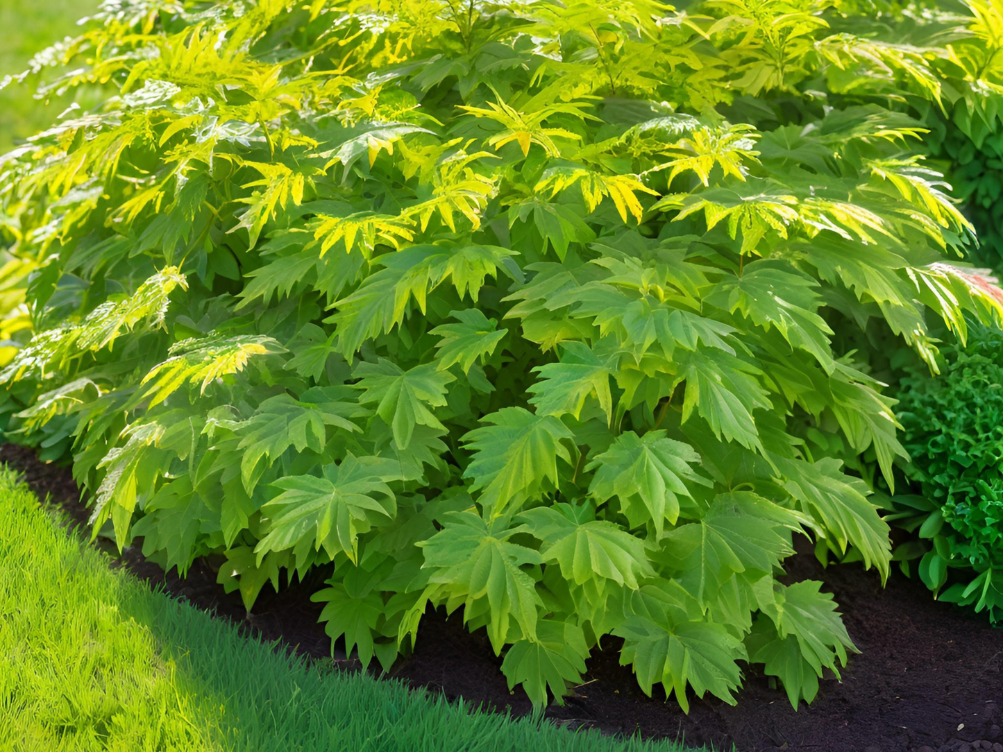 Aralia cordata 'Sun King'