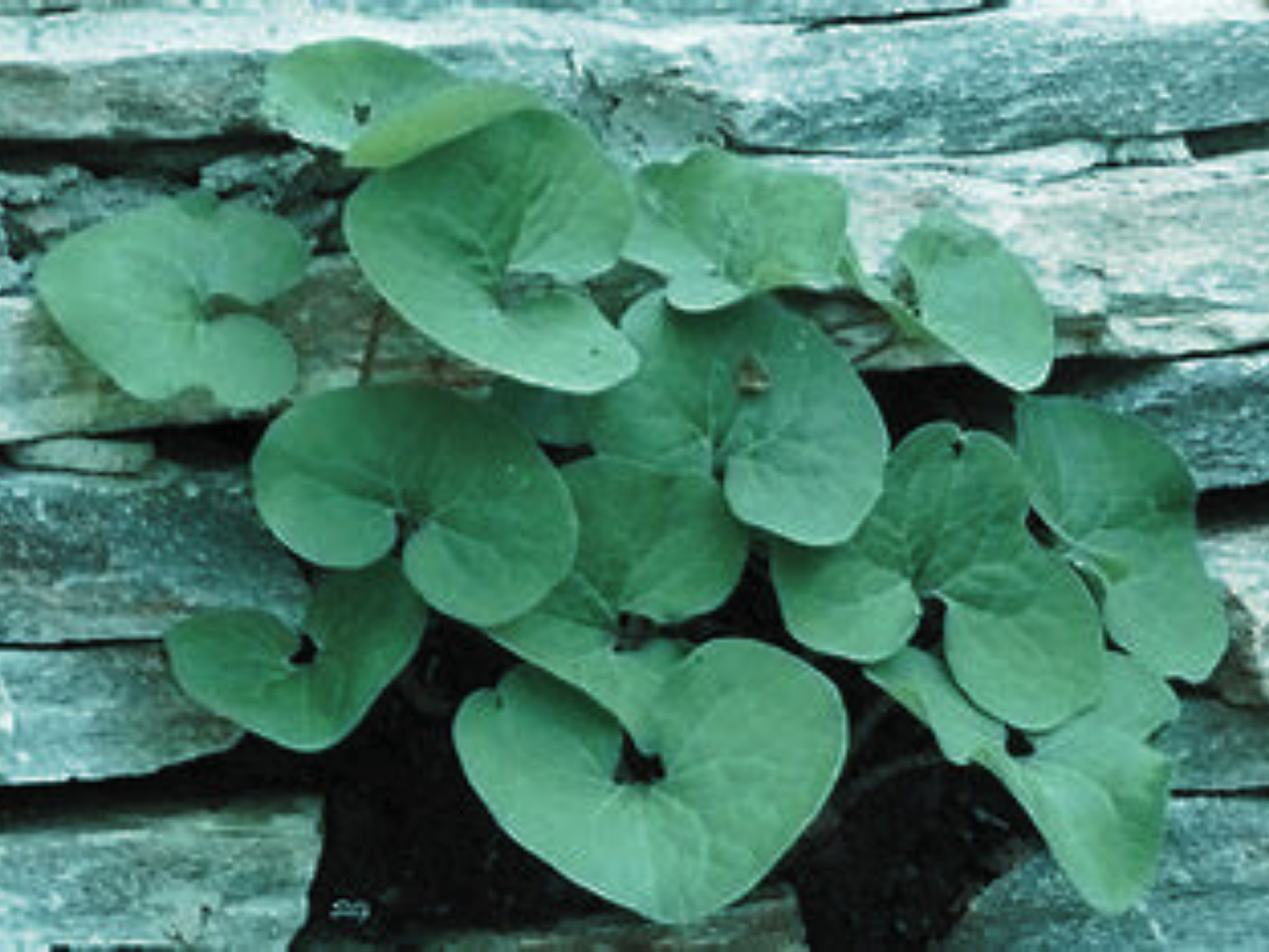 Asarum canadense