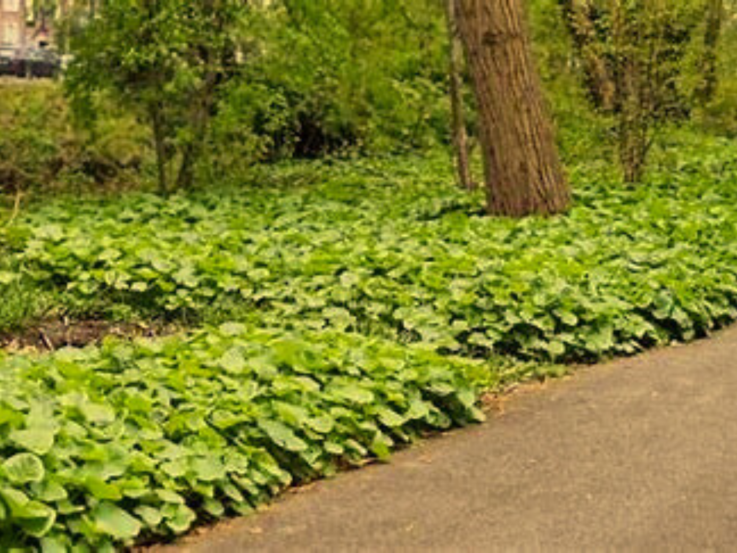 Asarum canadense