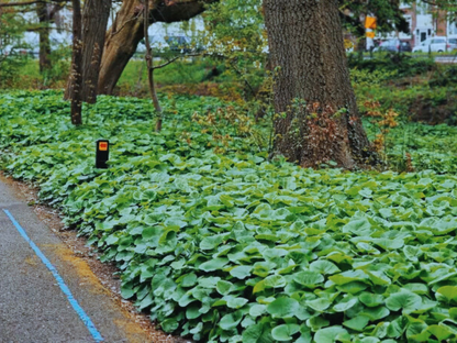 Asarum canadense