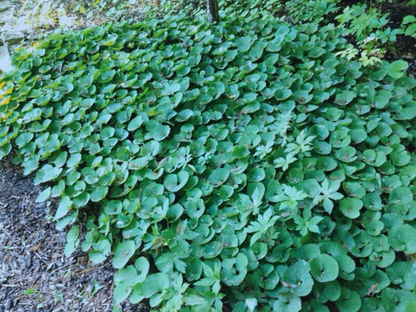 Asarum canadense