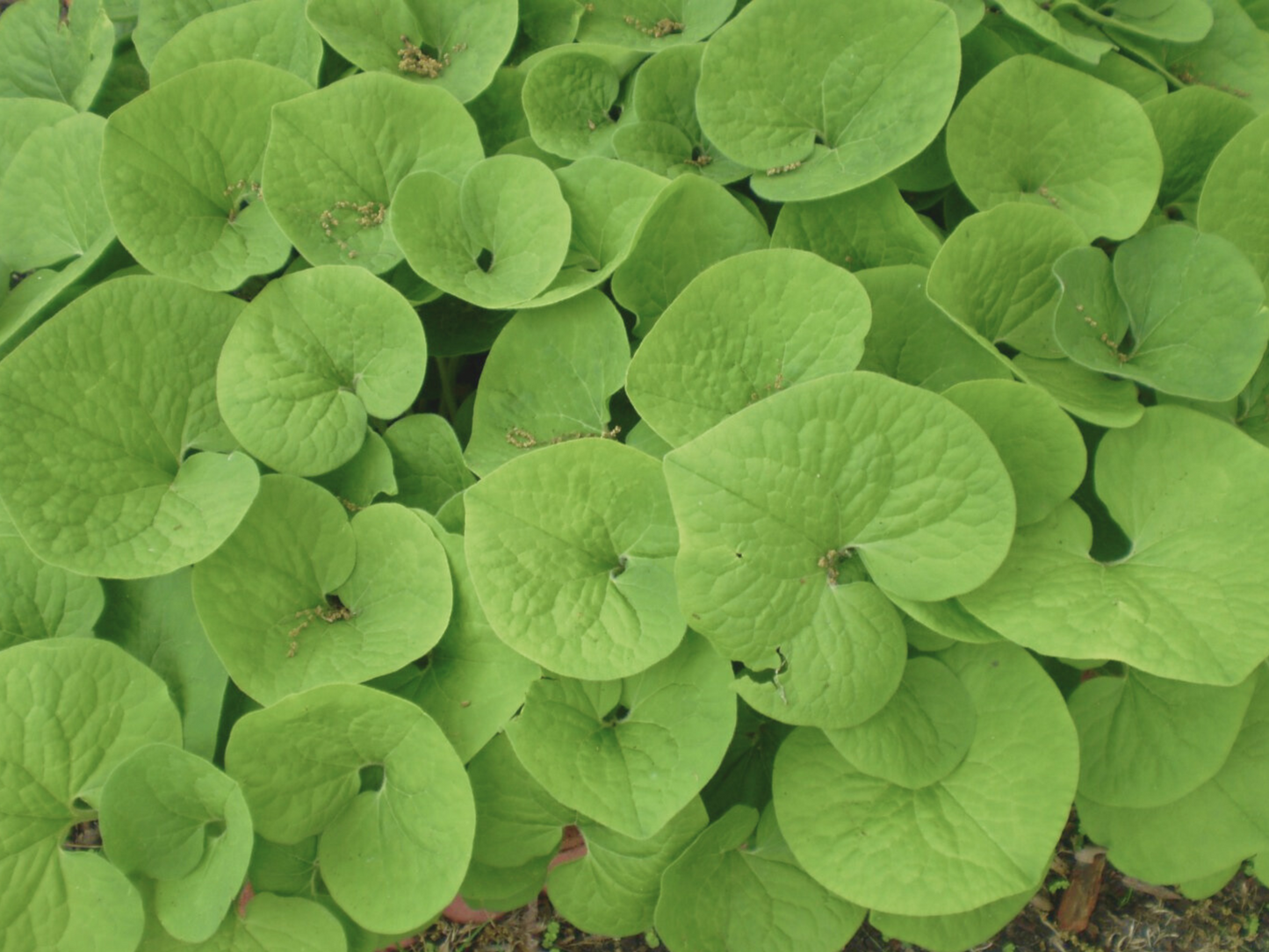 Asarum canadense