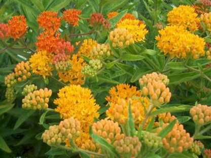 Asclepias 'Gay Butterflies'