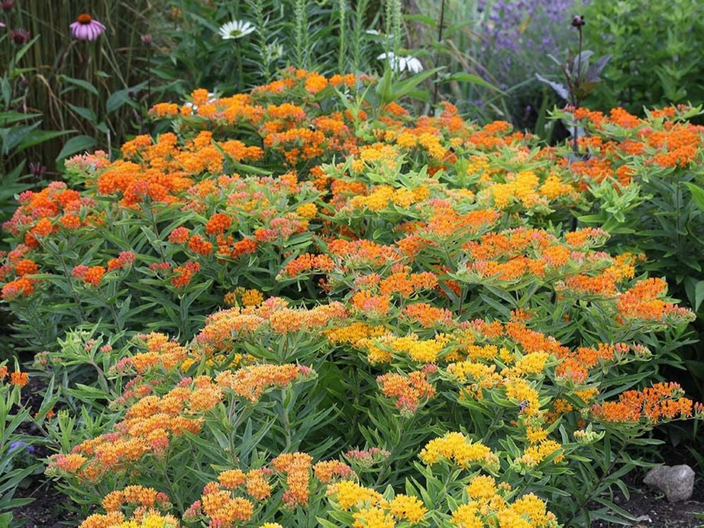 Asclepias 'Gay Butterflies'