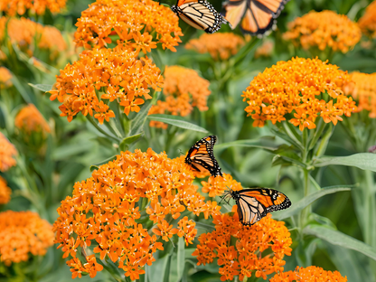 Asclepias 'Gay Butterflies'