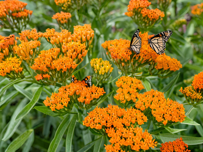 Asclepias 'Gay Butterflies'