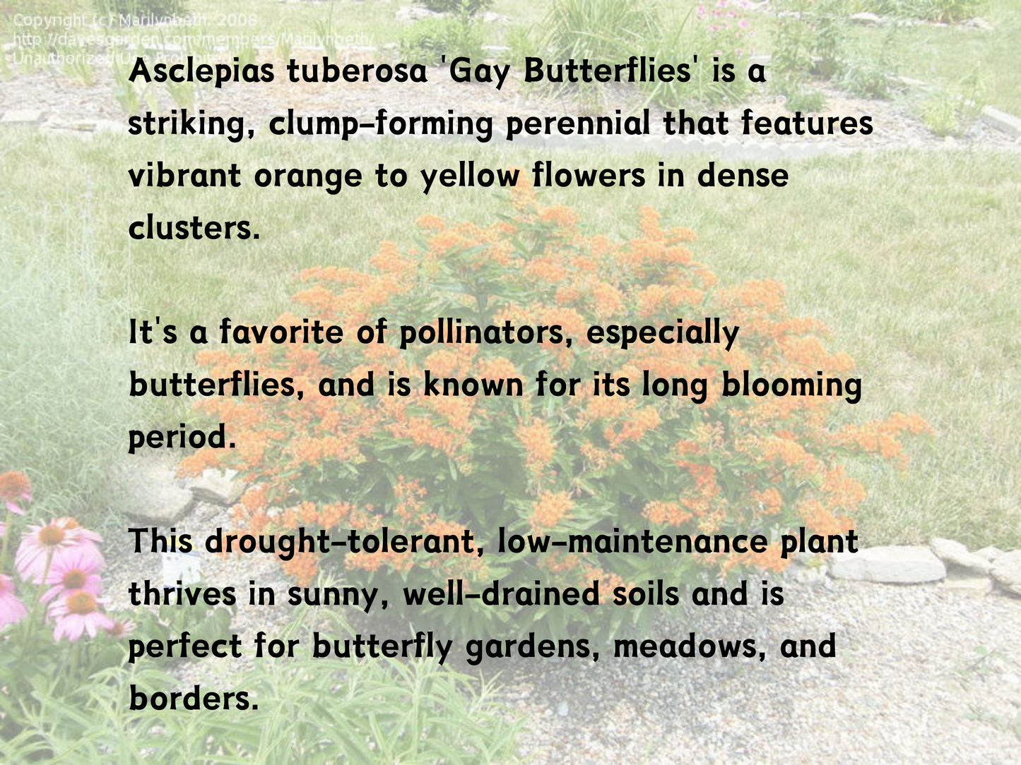 Asclepias 'Gay Butterflies'