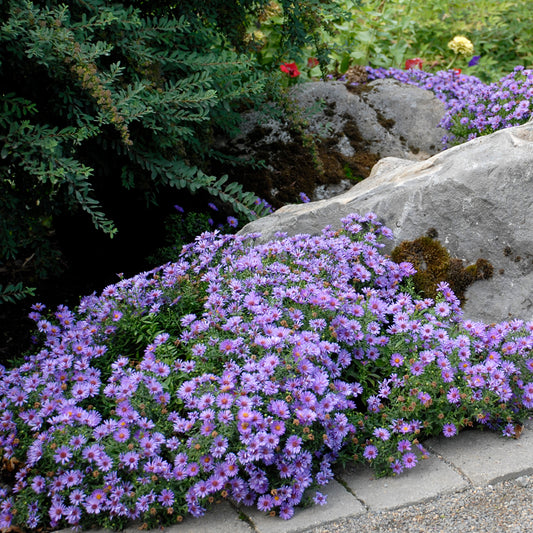 Aster 'Wood's Light Blue'