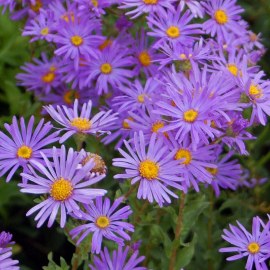 Aster ‘Raydon’s Favorite’