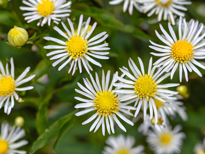 Aster divaricatus