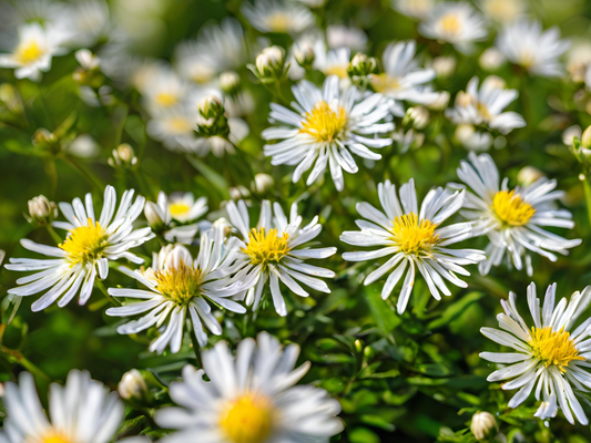 Aster divaricatus