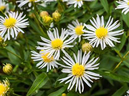 Aster divaricatus