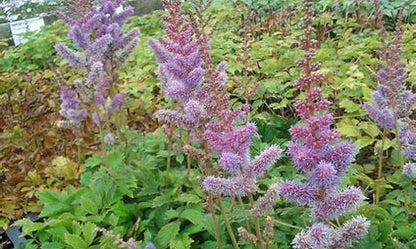 Astilbe 'Pumila'