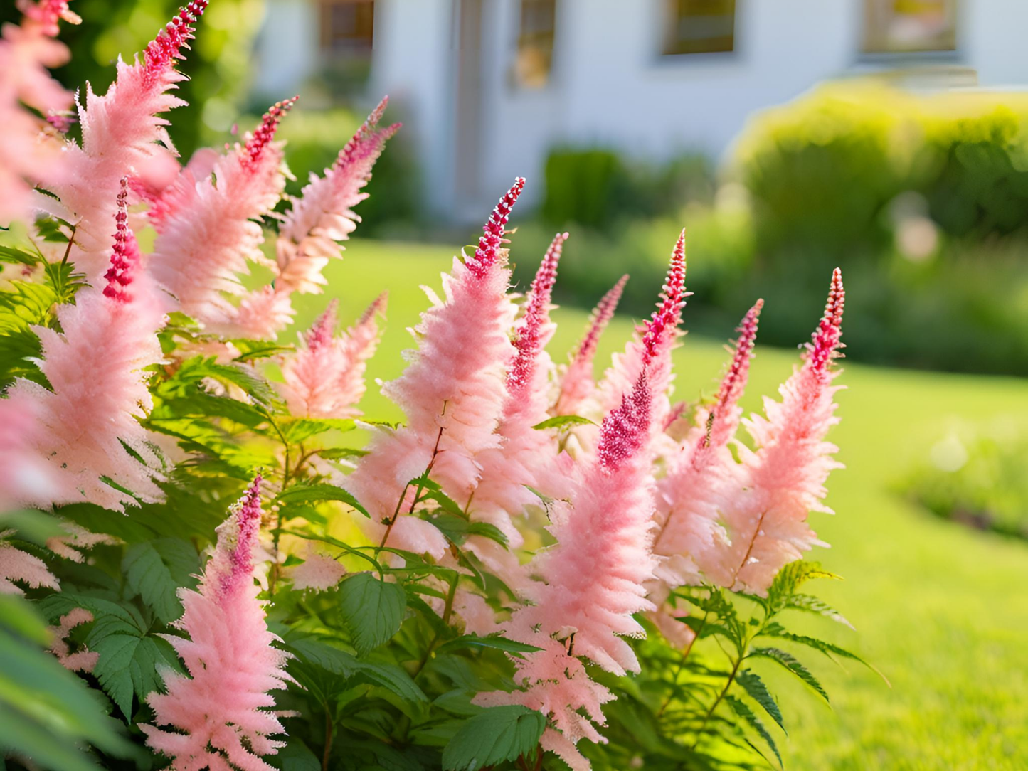 Astilbe 'Pumila'