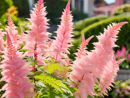 Astilbe 'Pumila'