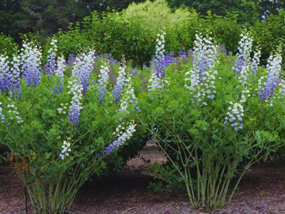 Baptisia 'Lunar Eclipse