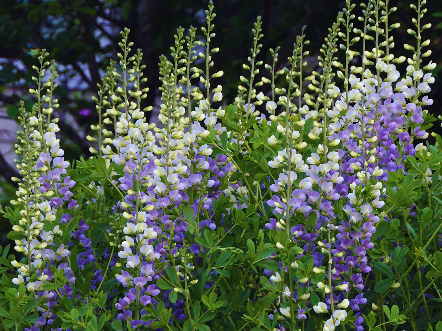 Baptisia 'Lunar Eclipse