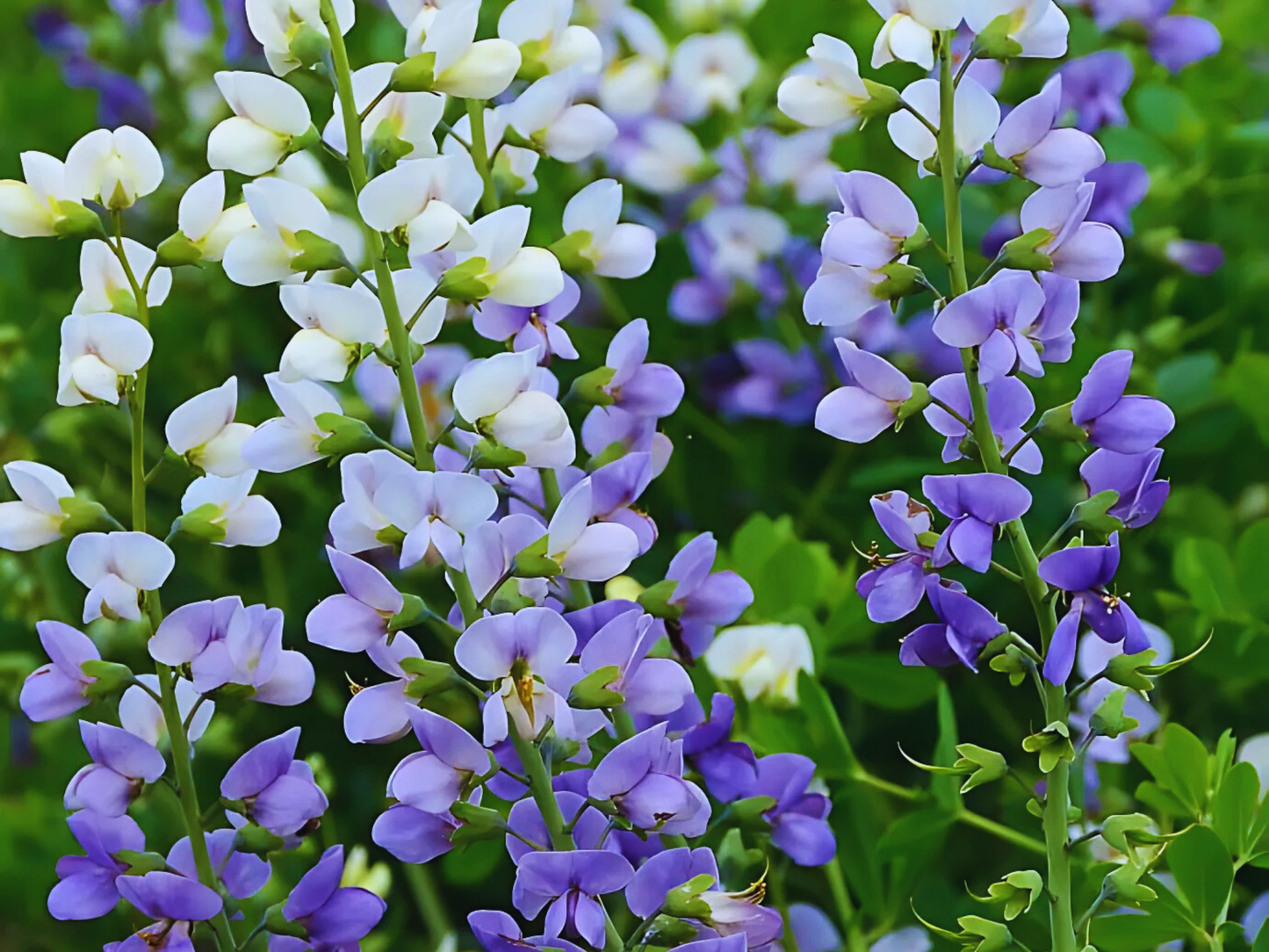 Baptisia 'Lunar Eclipse